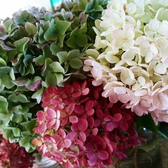 Meet your Posher, Shea - Picture 4 of 8